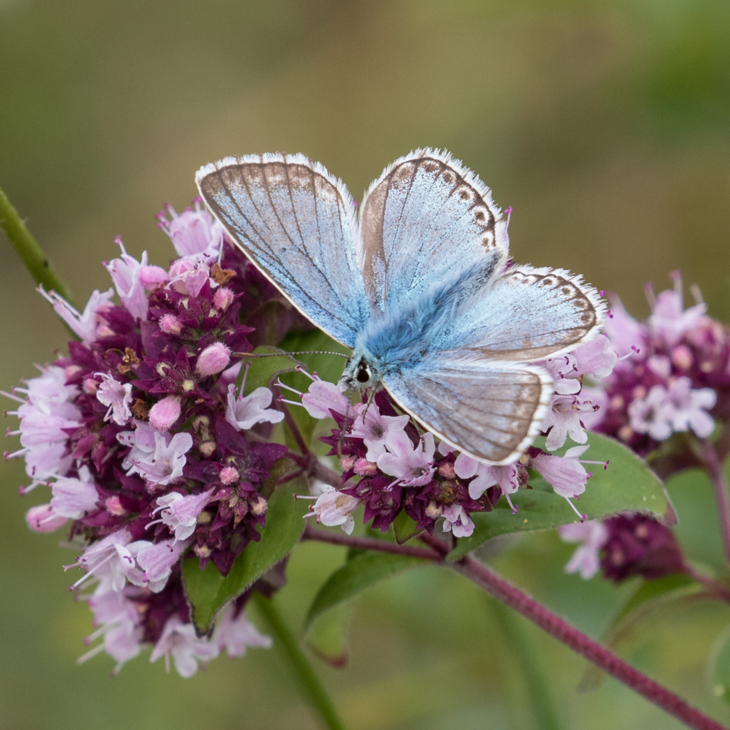 Chalk-hill Blue male